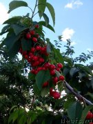 Превью фото № 209961