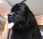 Превью фото № 209988