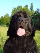 Превью фото № 210018