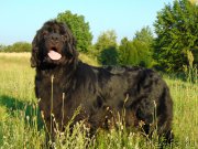 Превью фото № 210019