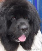 Превью фото № 210029