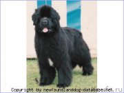 Превью фото № 210032