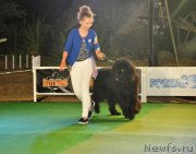 Превью фото № 210045