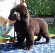 Превью фото № 210061