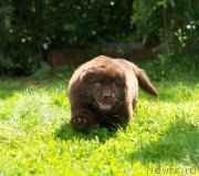 Превью фото № 210123