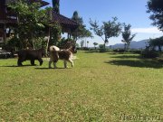 Превью фото № 210130