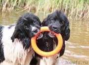 Превью фото № 210149