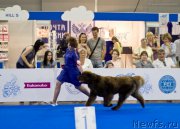 Превью фото № 210154