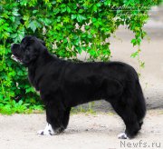 Превью фото № 210163