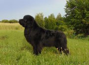 Превью фото № 210167