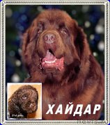 Превью фото № 210322