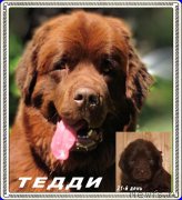 Превью фото № 210327