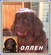 Превью фото № 210331