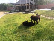 Превью фото № 210337