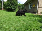 Превью фото № 210361