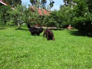 Превью фото № 210363