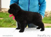 Превью фото № 210509