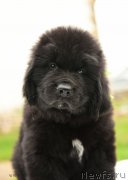 Превью фото № 210520