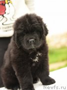 Превью фото № 210524