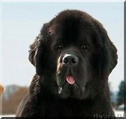 Превью фото № 210567