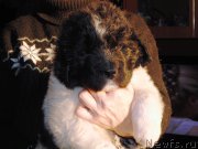 Превью фото № 210615