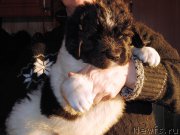 Превью фото № 210616