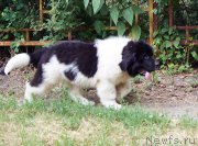 Превью фото № 210701