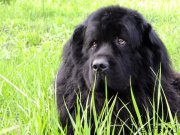 Превью фото № 210800