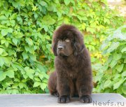 Превью фото № 210882