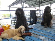 Превью фото № 210908