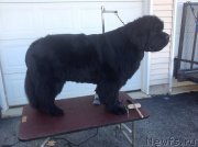 Превью фото № 210967