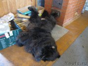 Превью фото № 210987