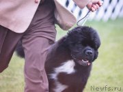 Превью фото № 210996