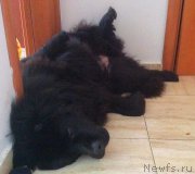 Превью фото № 211000