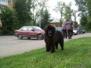 Превью фото № 211008