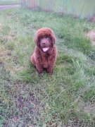 Превью фото № 211096