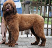 Превью фото № 211099