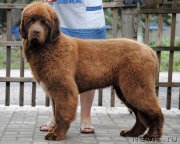 Превью фото № 211102