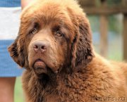 Превью фото № 211105