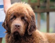 Превью фото № 211106