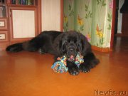 Превью фото № 211120