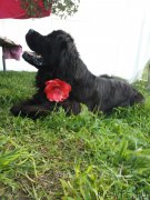 Превью фото № 211135