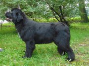 Превью фото № 211178