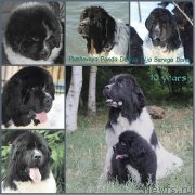 Превью фото № 211219