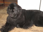 Превью фото № 211220