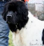 Превью фото № 21125