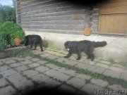 Превью фото № 211257