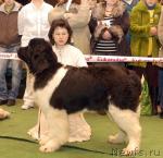 Превью фото № 21129