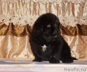 Превью фото № 211300