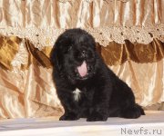 Превью фото № 211301